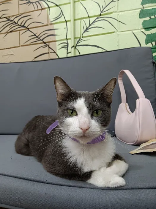 DeLand Cat Cafe 12
