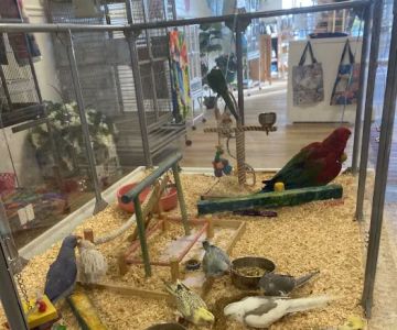 Bird Boutique