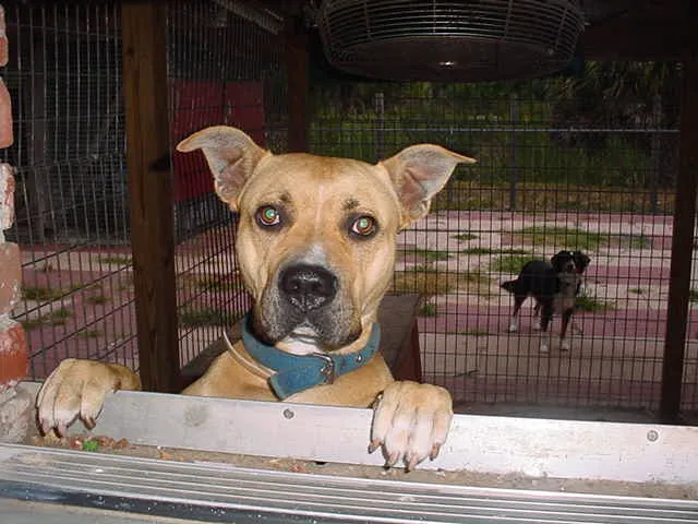Myakka River Animal Clinic 4