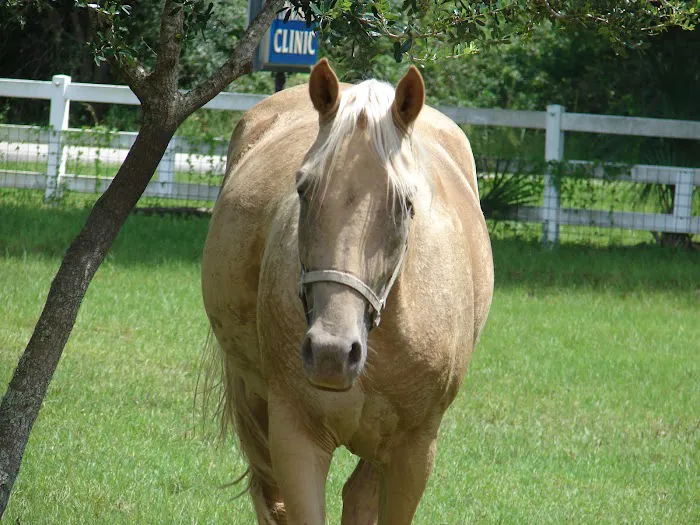 Myakka River Animal Clinic 5