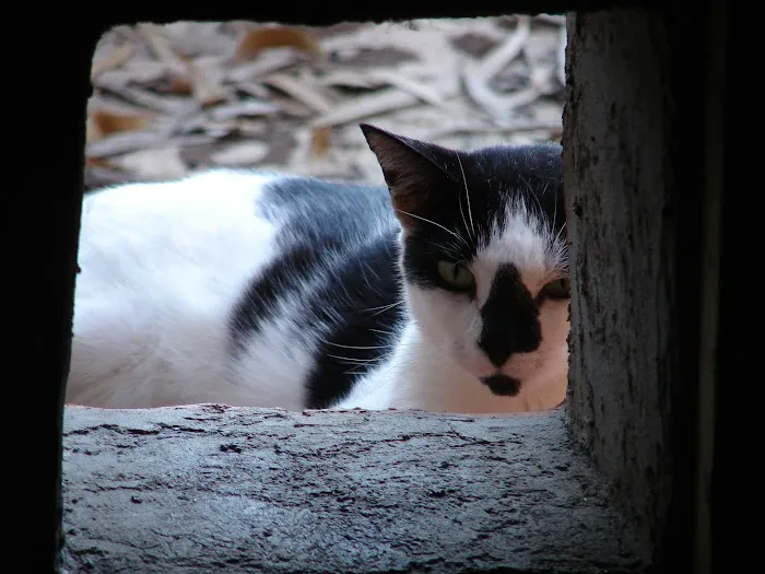Myakka River Animal Clinic 7