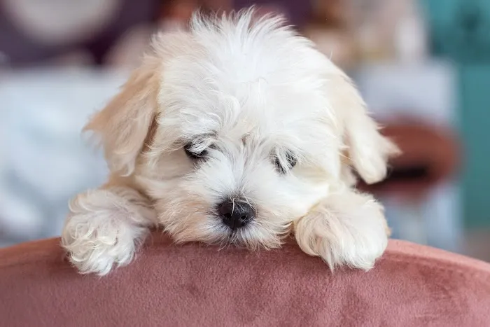 Hairy's Puppies World - Miami Puppy Store 2