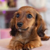 Hairy's Puppies World - Miami Puppy Store ico