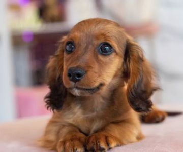 Hairy's Puppies World - Miami Puppy Store