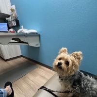 Bright Cross Animal Clinic ico
