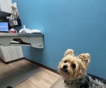 Bright Cross Animal Clinic