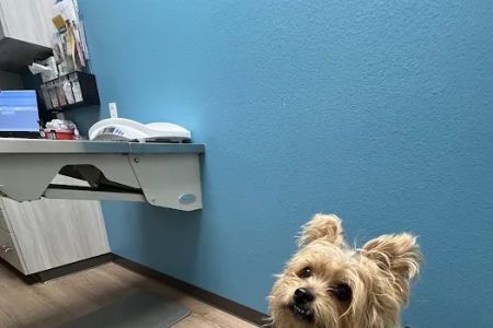 Bright Cross Animal Clinic