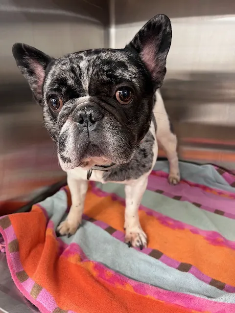 Loudoun Urgent Vet 1