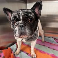 Loudoun Urgent Vet ico