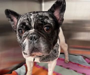 Loudoun Urgent Vet