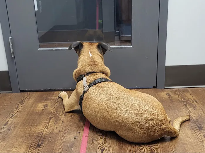Loudoun Urgent Vet 6