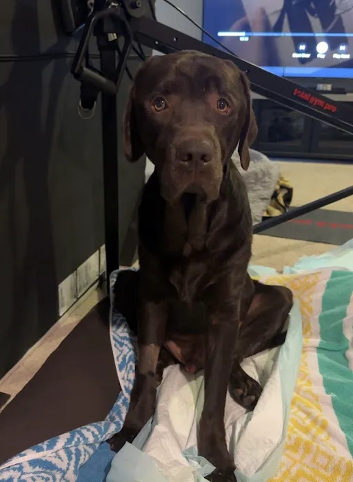 Loudoun Urgent Vet 5