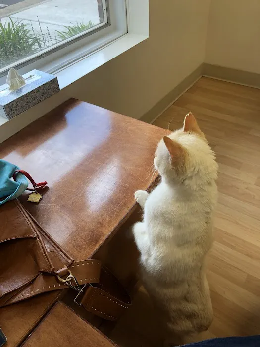 Loudoun Cat Care 1
