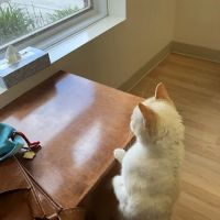 Loudoun Cat Care ico