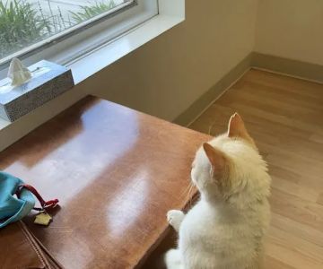 Loudoun Cat Care