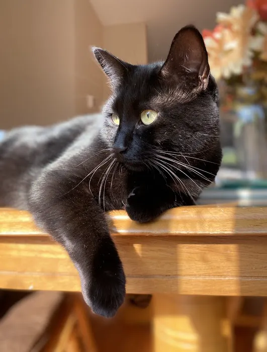 Loudoun Cat Care 2