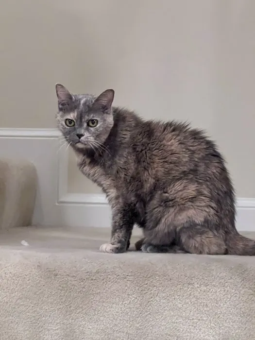 Loudoun Cat Care 4