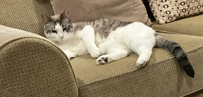 Loudoun Cat Care 9