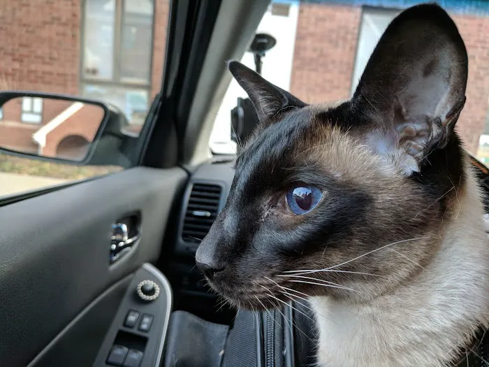 Loudoun Cat Care 5