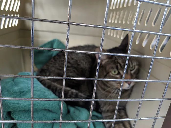 Loudoun Cat Care 8