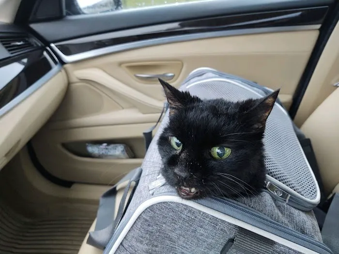 Loudoun Cat Care 3