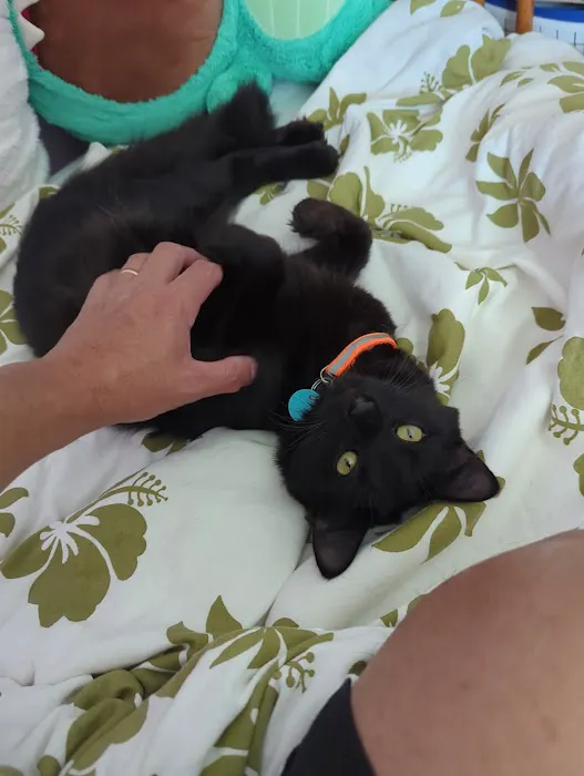 Loudoun Cat Care 7