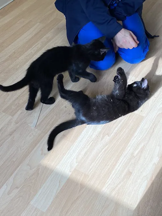 Loudoun Cat Care 10