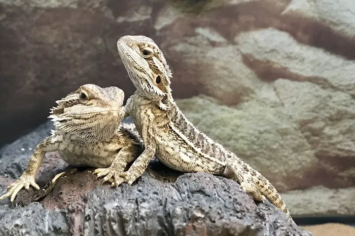 Petco 4