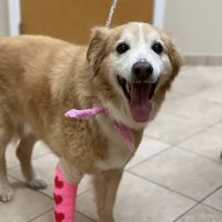 Old Mill Veterinary Hospital ico