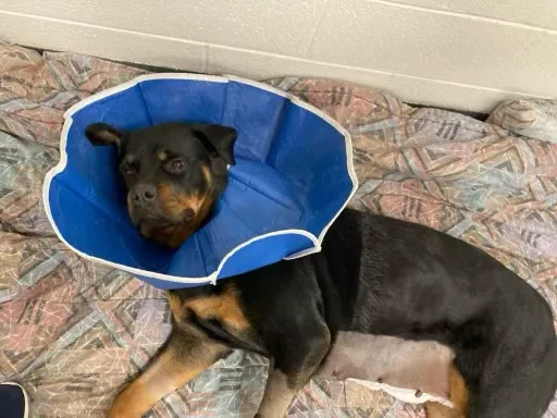 Veterinary Surgical Centers 1