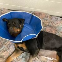 Veterinary Surgical Centers ico