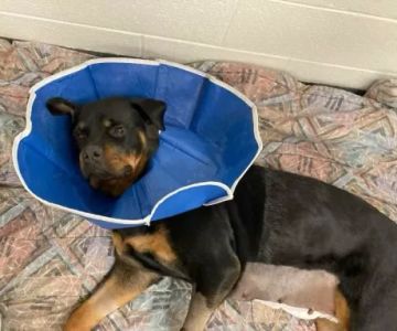 Veterinary Surgical Centers