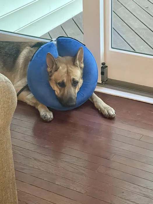 Veterinary Surgical Centers 5