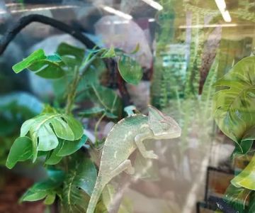 Petco