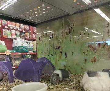 Petco