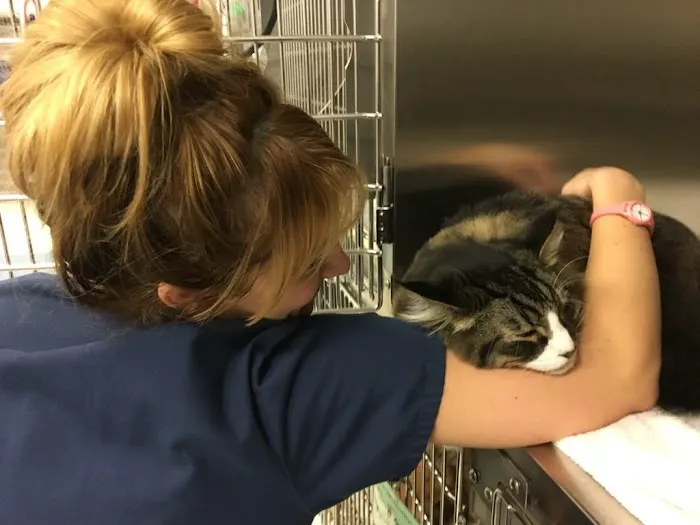VCA Animal Emergency Critical Care 12