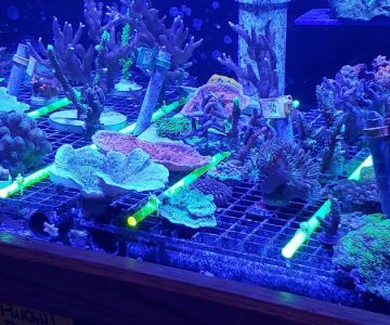 Sea Escapes Inc