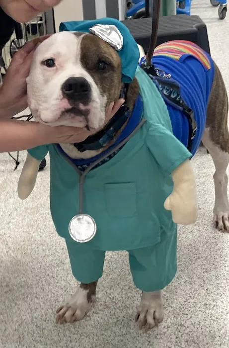 Leesburg Veterinary Internal Medicine 2