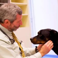 Leesburg Veterinary Internal Medicine ico