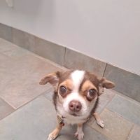 CVCA Cardiac Care For Pets ico
