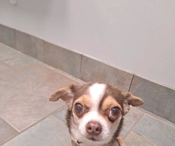 CVCA Cardiac Care For Pets