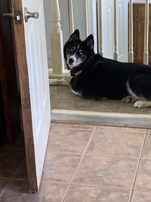 Bush Veterinary Neurology Service (BVNS) - Leesburg 8