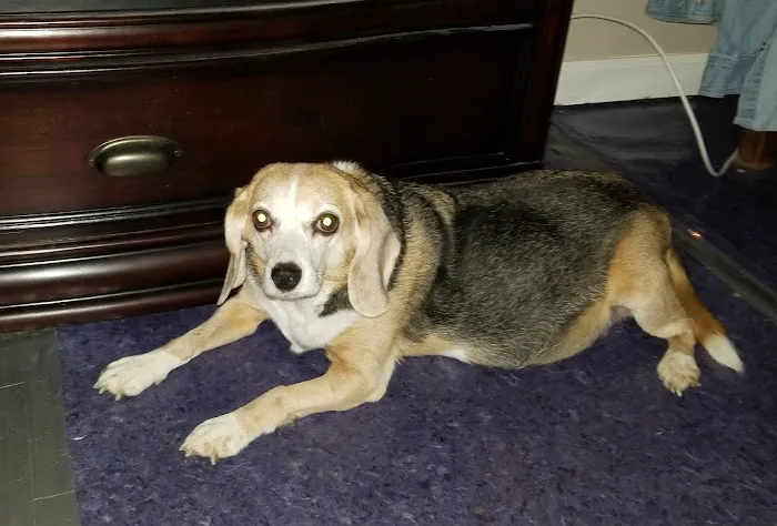 Bush Veterinary Neurology Service (BVNS) - Leesburg 9