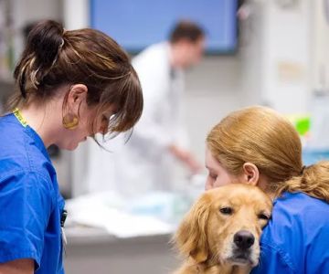 Bush Veterinary Neurology Service (BVNS) - Leesburg