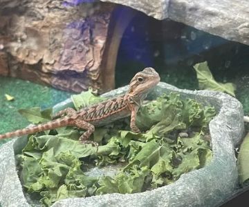 Birds & Beasts Pet Shop