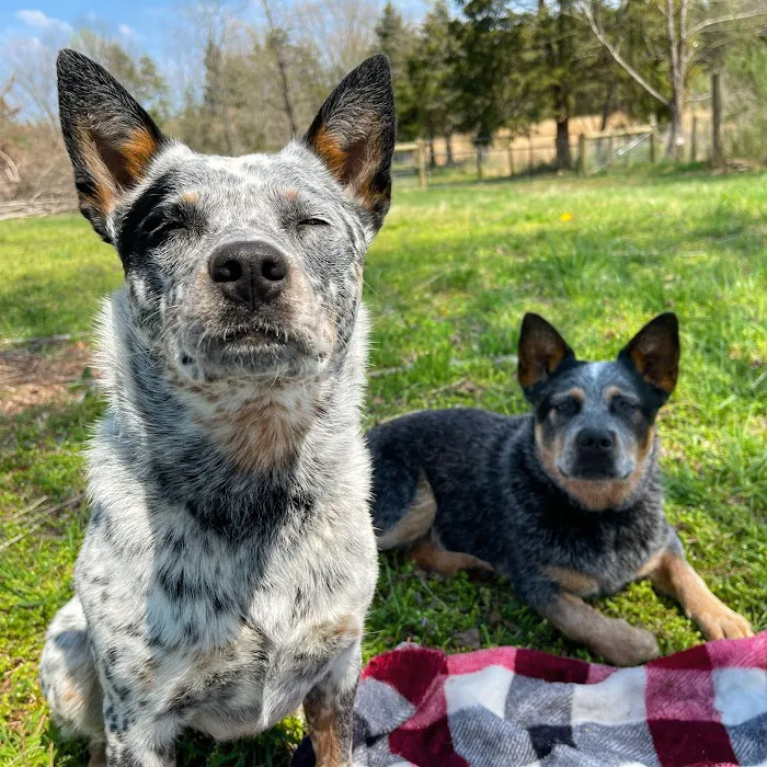 Community Critter Care 4