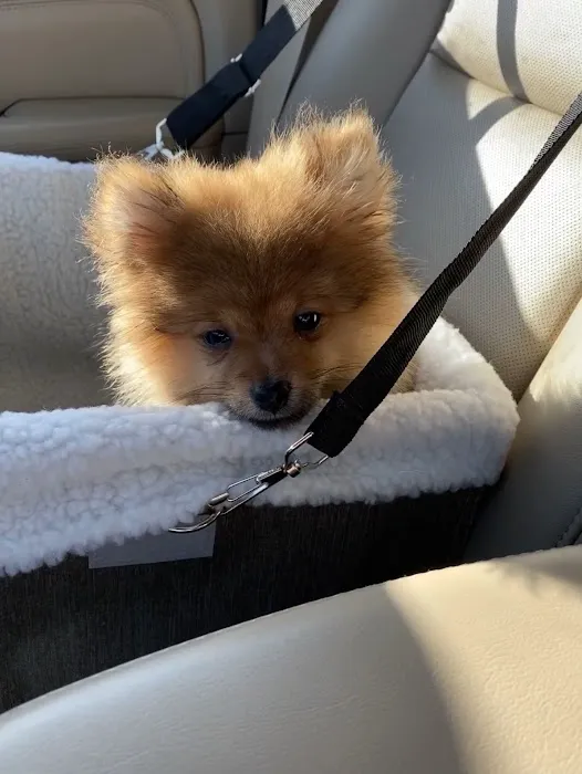 Perfect Pup Inc 6