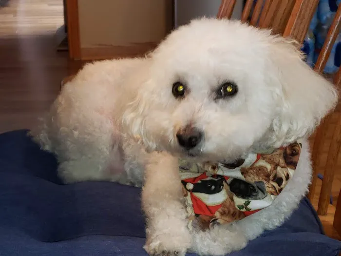Perfect Pup Inc 9