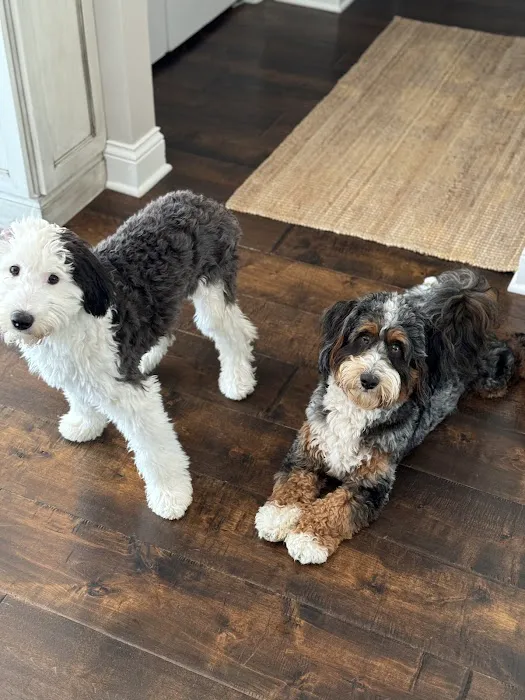 Perfect Pup Inc 2