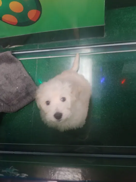 Perfect Pup Inc 8